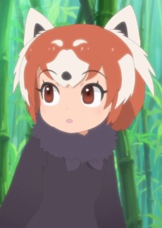 Lesser Panda 